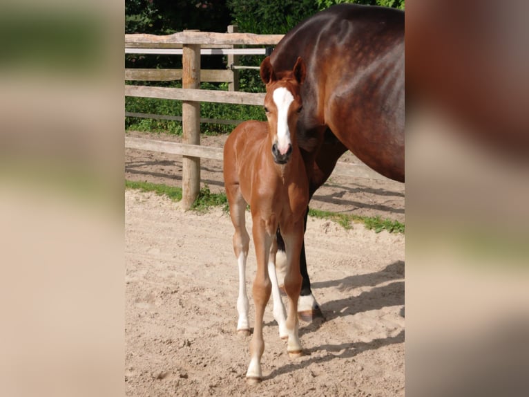 Oldenburg Stallion  Chestnut-Red in Damme