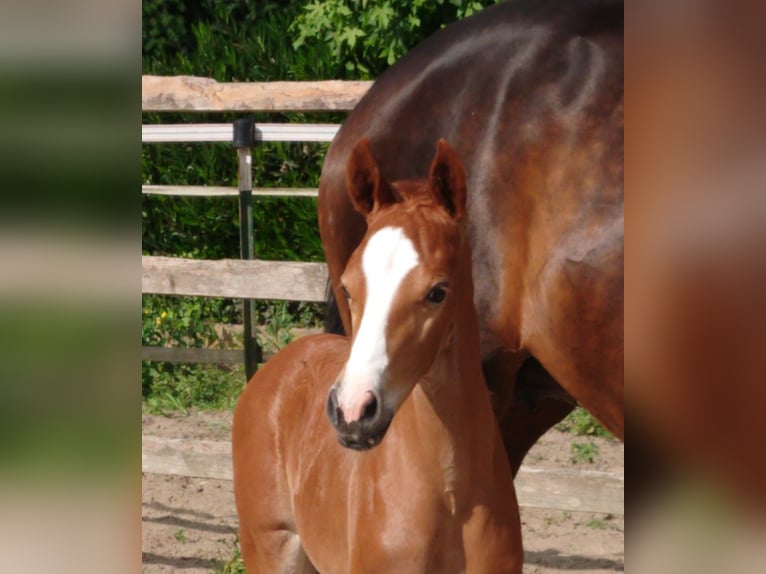 Oldenburg Stallion  Chestnut-Red in Damme