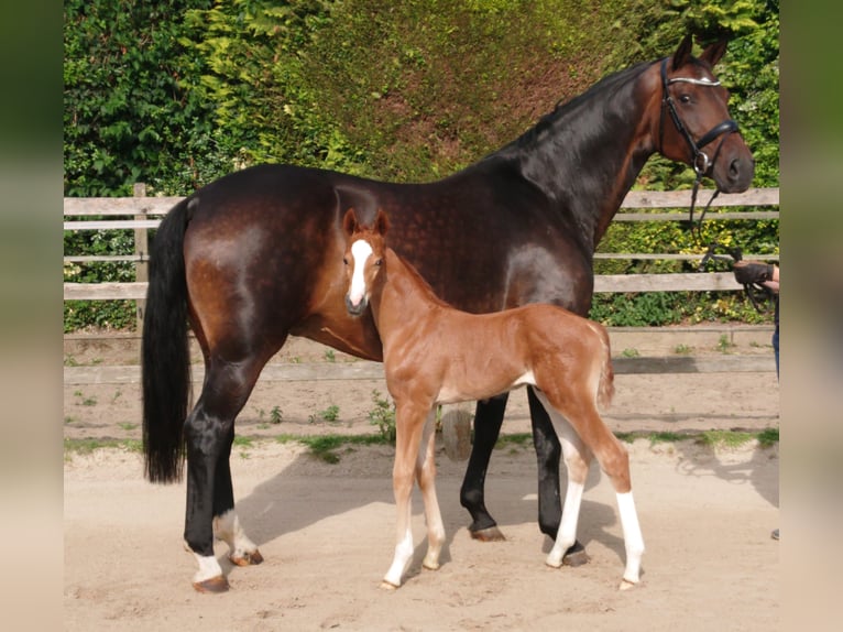 Oldenburg Stallion  Chestnut-Red in Damme