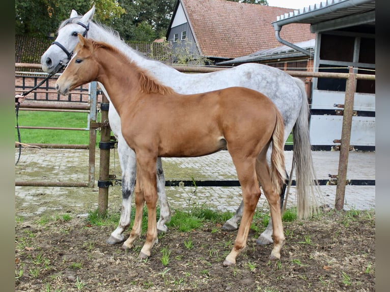 Oldenburg Stallion Foal (05/2025) Chestnut-Red in Emstek