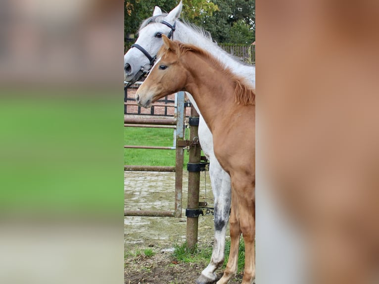 Oldenburg Stallion Foal (05/2025) Chestnut-Red in Emstek