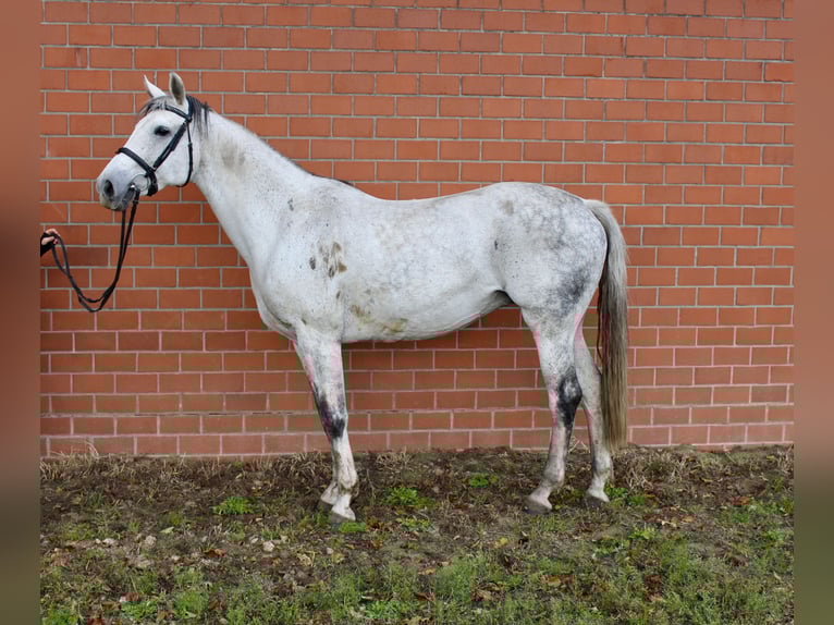 Oldenburg Stallion Foal (05/2025) Chestnut-Red in Emstek