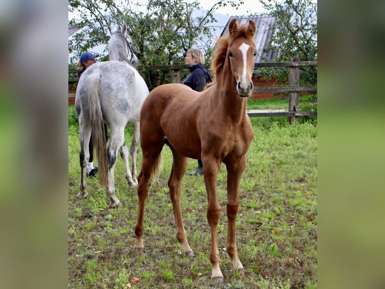 Oldenburg Stallion Foal (05/2025) Chestnut-Red in Emstek