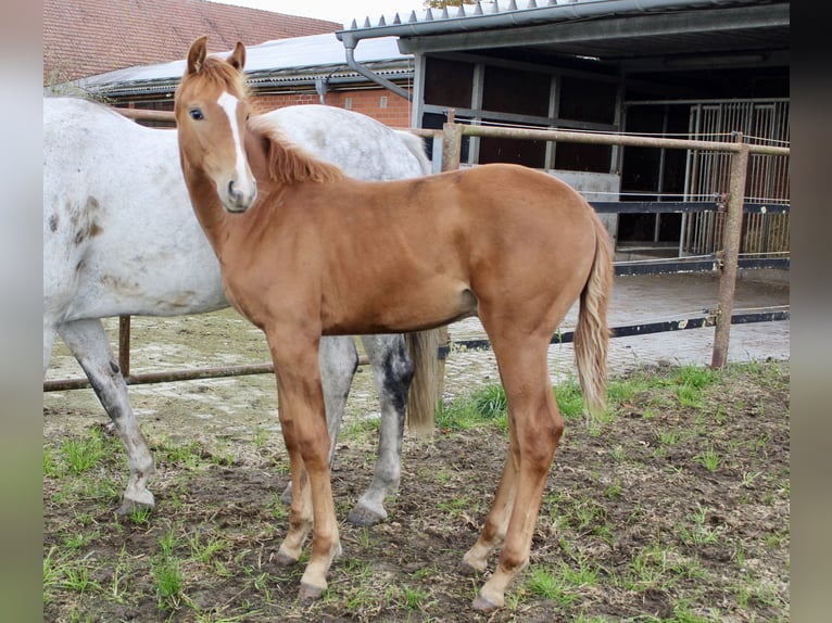 Oldenburg Stallion Foal (05/2025) Chestnut-Red in Emstek