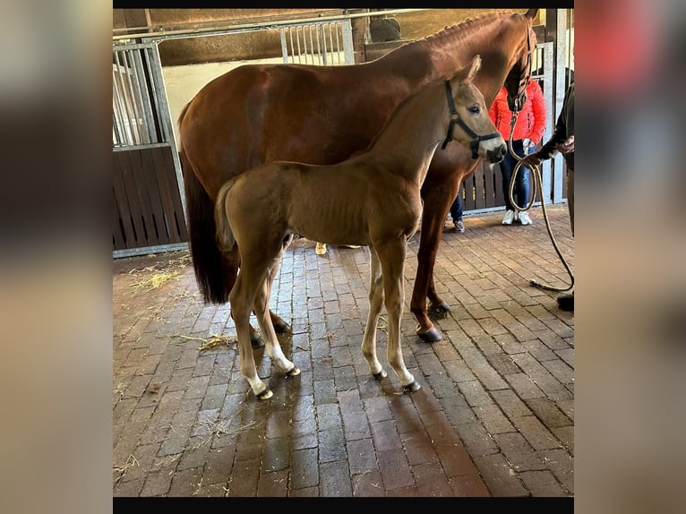 Oldenburg Stallion  Chestnut-Red in Gehrde