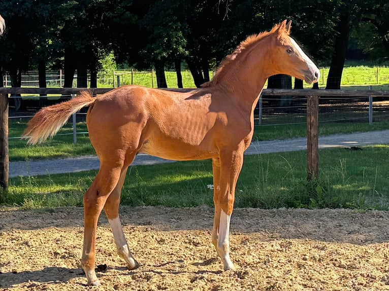 Oldenburg Stallion Foal (05/2025) Chestnut-Red in Goldenbow