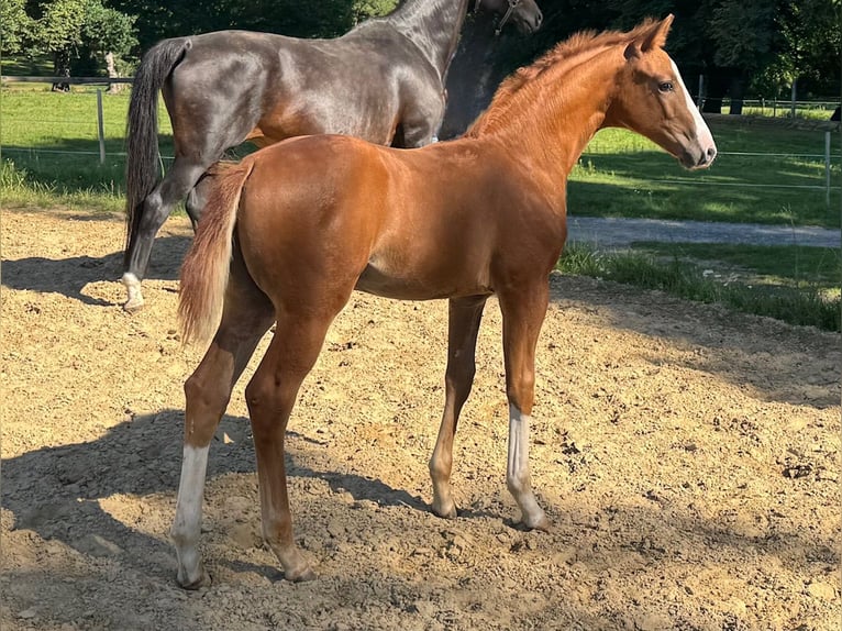 Oldenburg Stallion Foal (05/2025) Chestnut-Red in Goldenbow