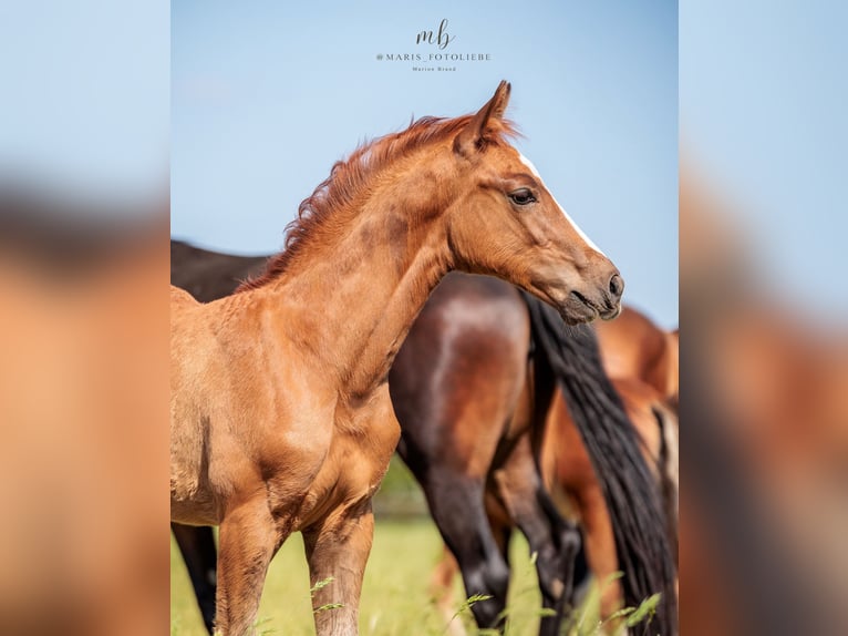 Oldenburg Stallion Foal (03/2025) Chestnut-Red in Holdorf