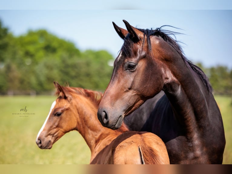 Oldenburg Stallion Foal (03/2025) Chestnut-Red in Holdorf