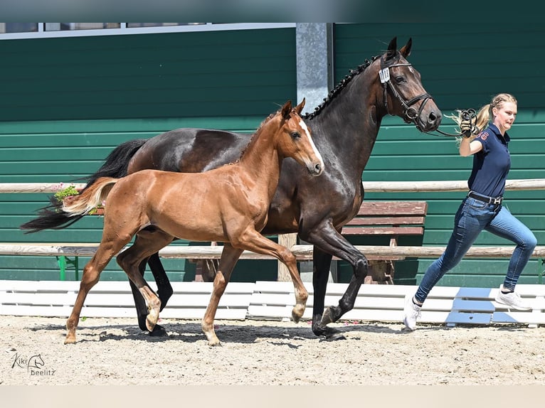 Oldenburg Stallion Foal (03/2025) Chestnut-Red in Holdorf