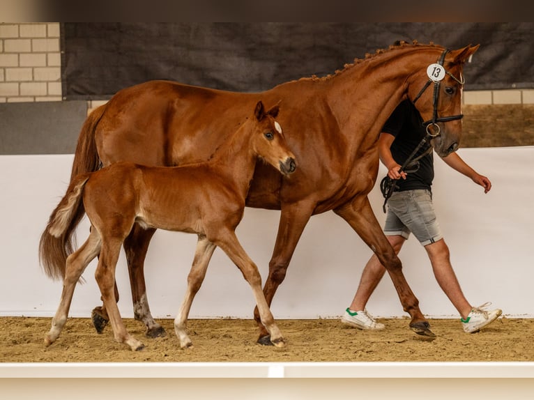 Oldenburg Stallion Foal (05/2024) Chestnut-Red in Lingen