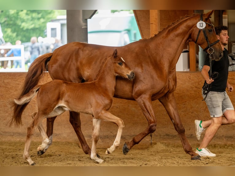 Oldenburg Stallion Foal (05/2024) Chestnut-Red in Lingen