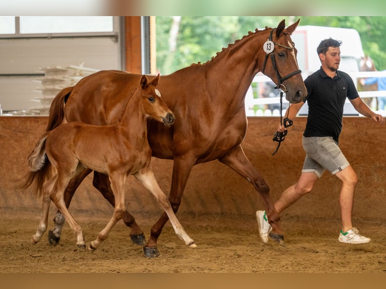 Oldenburg Stallion Foal (05/2024) Chestnut-Red in Lingen