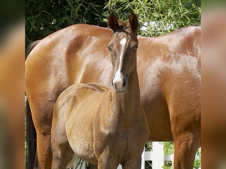 Oldenburg Stallion Foal (04/2025) Chestnut-Red in L&#xF6;ningen