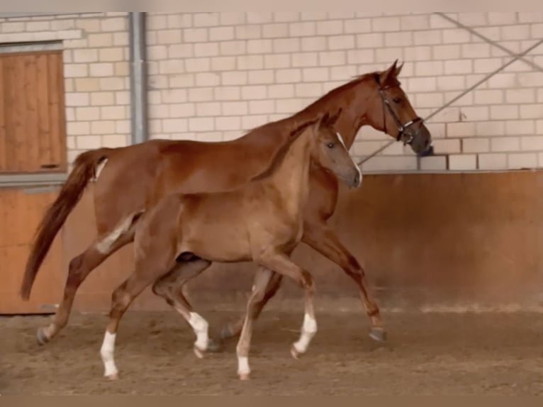 Oldenburg Stallion Foal (03/2025) Chestnut-Red in L&#xFC;bbecke