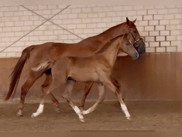 Oldenburg Stallion Foal (03/2025) Chestnut-Red in L&#xFC;bbecke