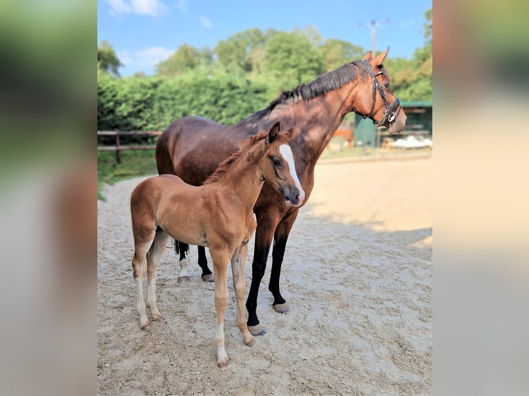Oldenburg Stallion Foal (06/2023) Chestnut-Red in Mechernich