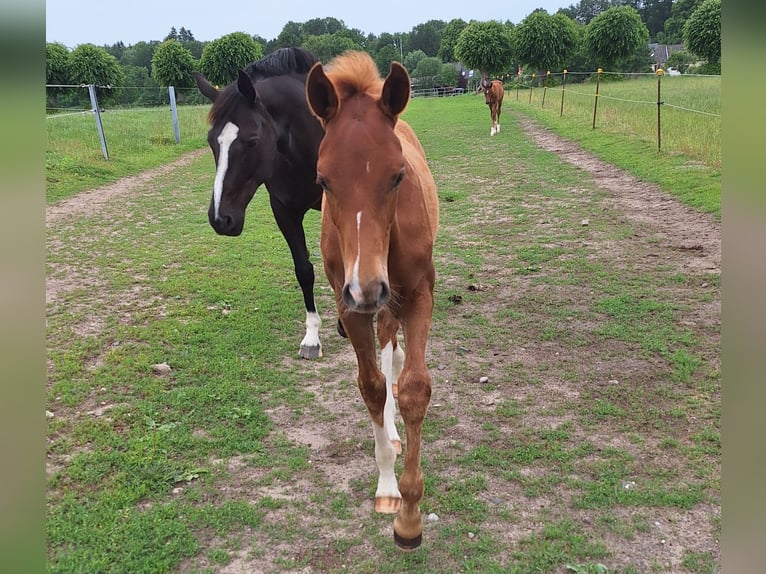Oldenburg Stallion Foal (01/2026) Chestnut-Red in MÜSSEN