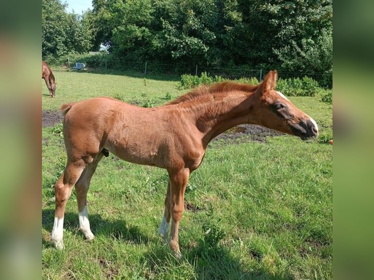 Oldenburg Stallion Foal (04/2026) Chestnut-Red in Oeversee