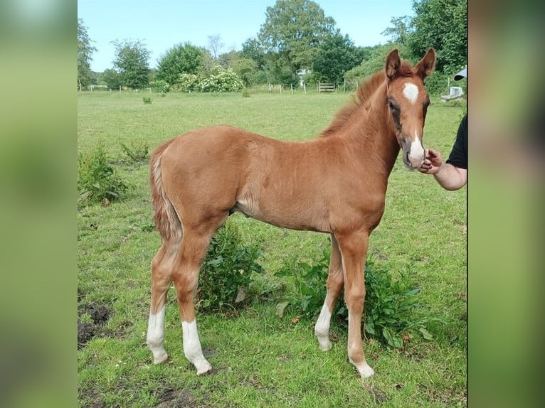 Oldenburg Stallion Foal (04/2026) Chestnut-Red in Oeversee