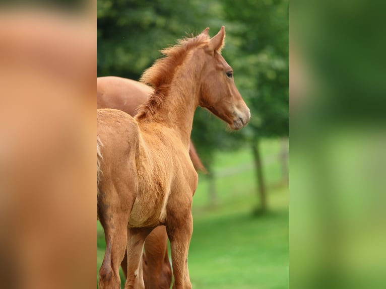 Oldenburg Stallion Foal (04/2025) Chestnut-Red in Olszowa