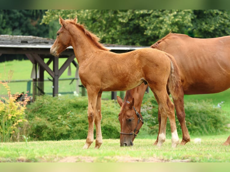 Oldenburg Stallion Foal (04/2025) Chestnut-Red in Olszowa