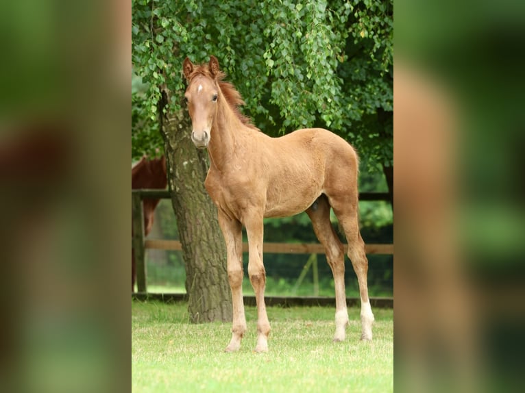 Oldenburg Stallion Foal (04/2025) Chestnut-Red in Olszowa