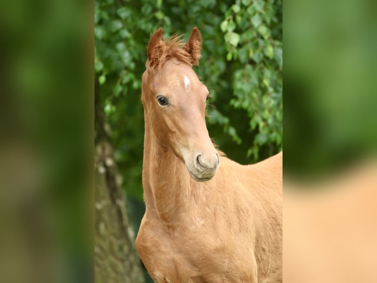 Oldenburg Stallion Foal (04/2025) Chestnut-Red in Olszowa