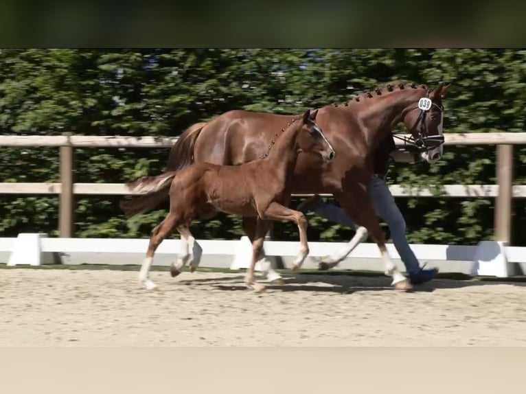 Oldenburg Stallion  Chestnut-Red in Saterland