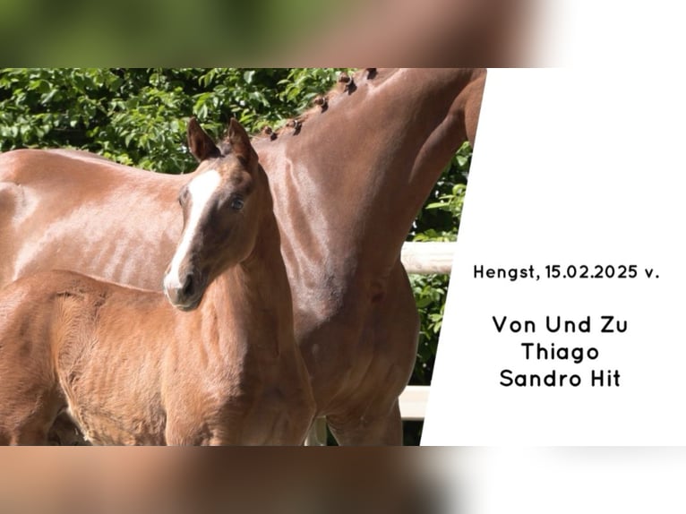 Oldenburg Stallion  Chestnut-Red in Saterland