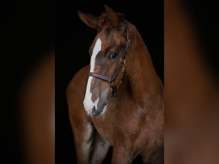 Oldenburg Stallion Foal (04/2026) Chestnut-Red in Taubenheim