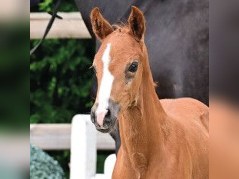 Oldenburg Stallion Foal (04/2026) Chestnut-Red in Vechta