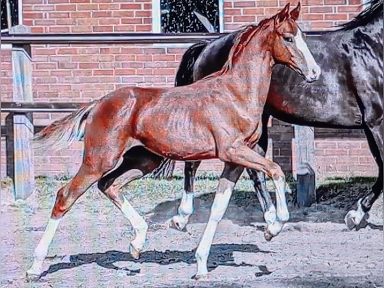 Oldenburg Stallion  Chestnut-Red in Wardenburg