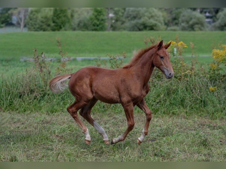 Oldenburg Stallion Foal (04/2025) Chestnut-Red in Jenig