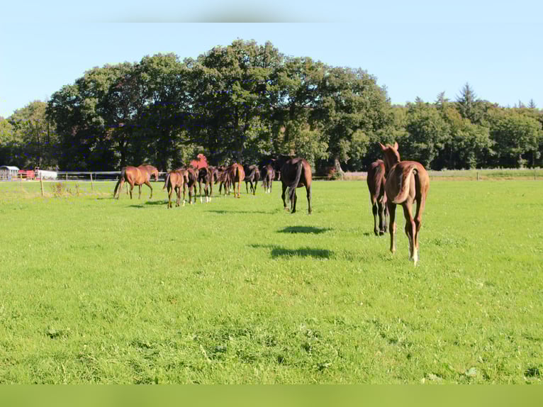Oldenburg Stallion Foal (04/2025) Chestnut in Westerstede