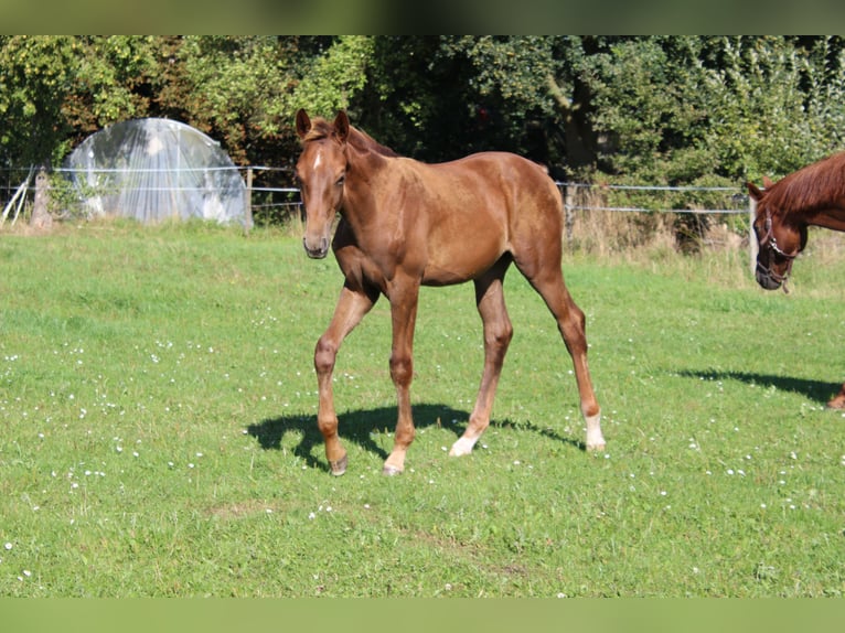 Oldenburg Stallion Foal (04/2025) Chestnut in Westerstede