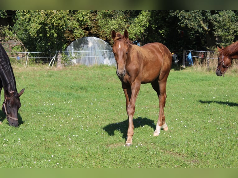 Oldenburg Stallion Foal (04/2025) Chestnut in Westerstede