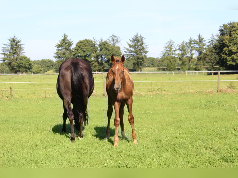 Oldenburg Stallion Foal (04/2025) Chestnut in Westerstede