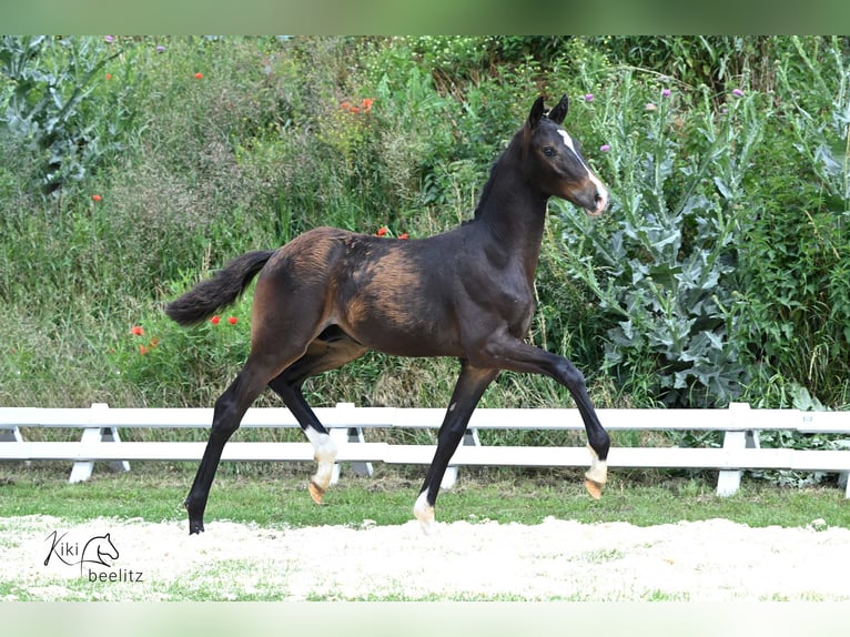 Oldenburg Stallion Foal (02/2024) in Bismark