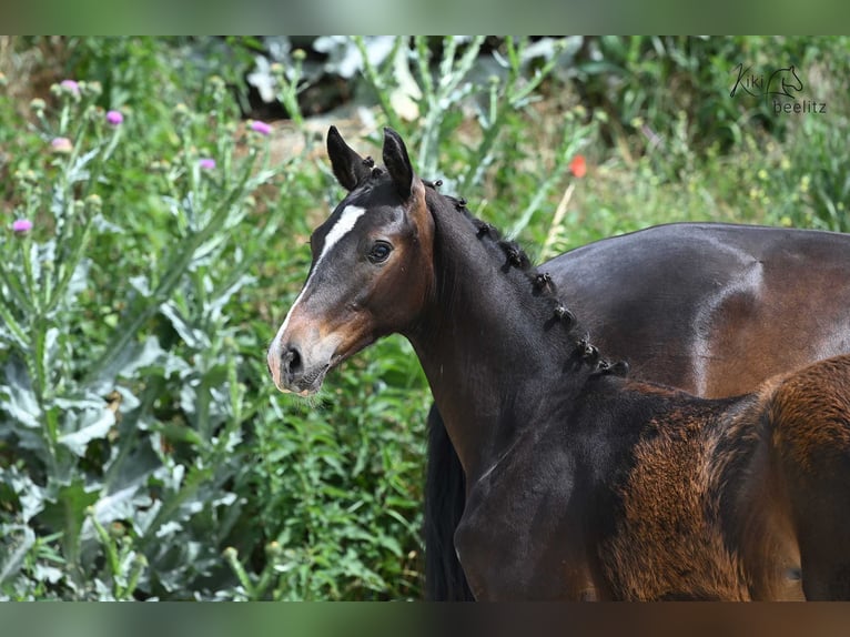 Oldenburg Stallion Foal (02/2024) in Bismark