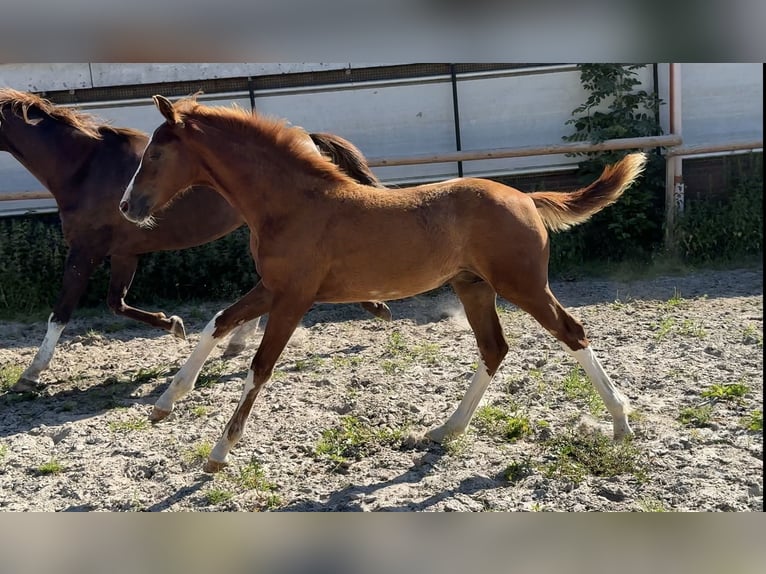 Oldenburg Stallion Foal (04/2025) in Vechta