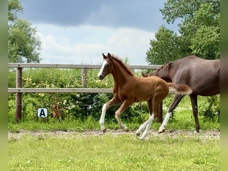 Oldenburg Stallion Foal (04/2025) in Vechta
