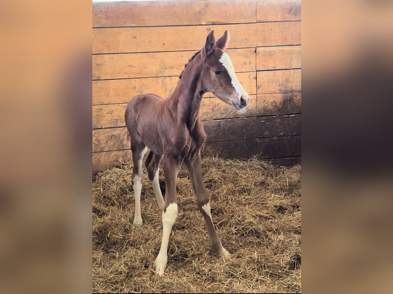 Oldenburg Stallion Foal (04/2025) in Vechta