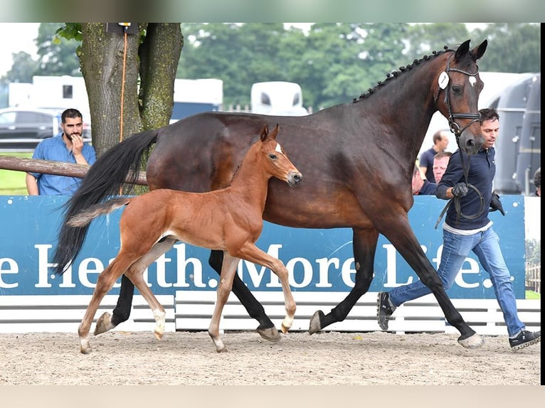 Oldenburg Stallion Foal (05/2024) in Freren