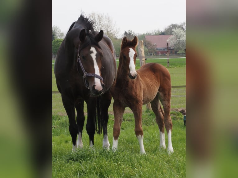 Oldenburg Stallion Foal (02/2025) in Bramsche
