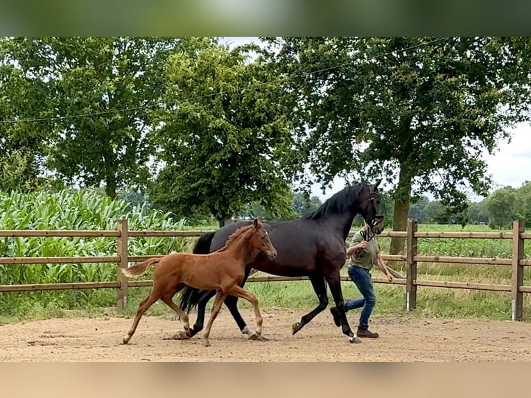 Oldenburg Stallion Foal (04/2026)  in Lindern (Oldenburg)