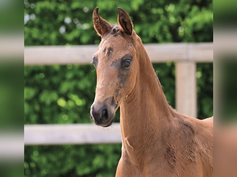 Oldenburg Stallion Foal (03/2026)  in Löningen