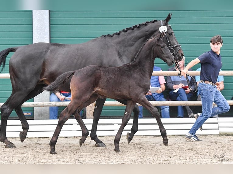 Oldenburg Stallion Foal (04/2024) in Saterland