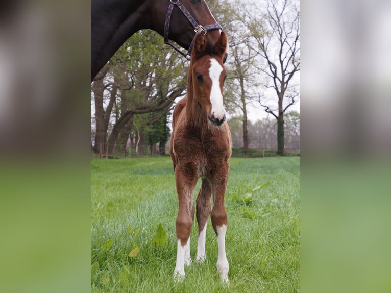 Oldenburg Stallion Foal (02/2025) in Bramsche