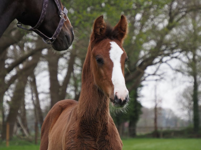 Oldenburg Stallion Foal (02/2025) in Bramsche